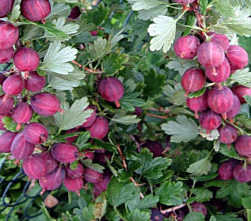 hinonmacki red hinonmacki red