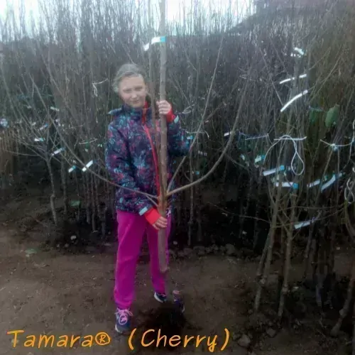 Tamara® / Gisela5®