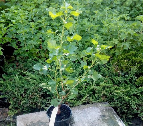 Titania  KEŘ KONTEJNEROVANÁ ROSTLINA