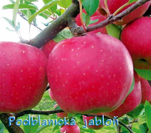 Blaník ® ČTVRTKMEN M26
