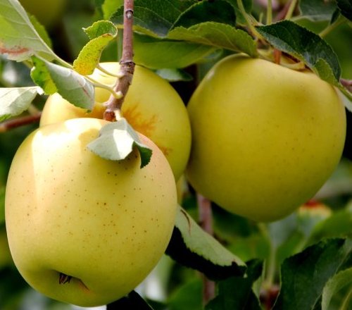 Golden Delicious ČTVRTKMEN mm106