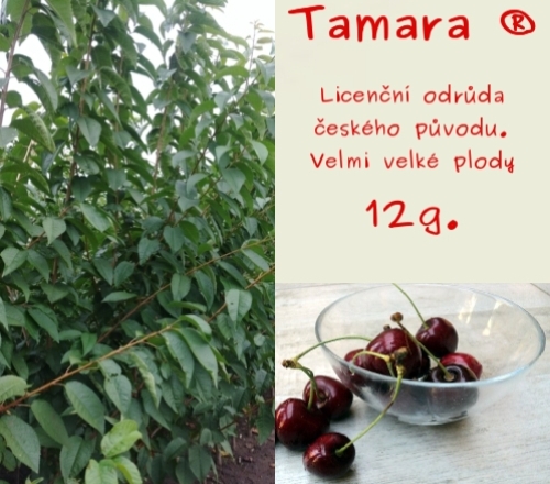 Tamara® / Gisela5® KONTEJNEROVANÁ ROSTLINA