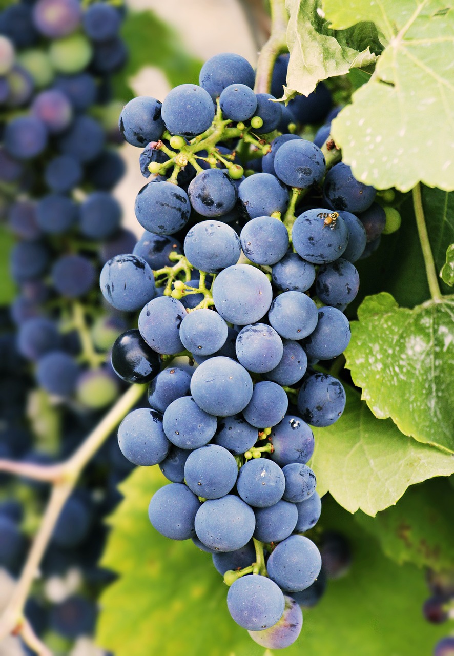 Muscat blue (PIWI) STOLNÍ