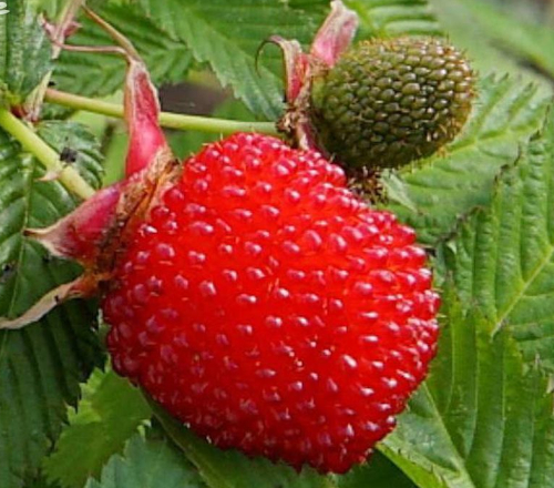 Malinojahoda (syn. ostružinojahoda)