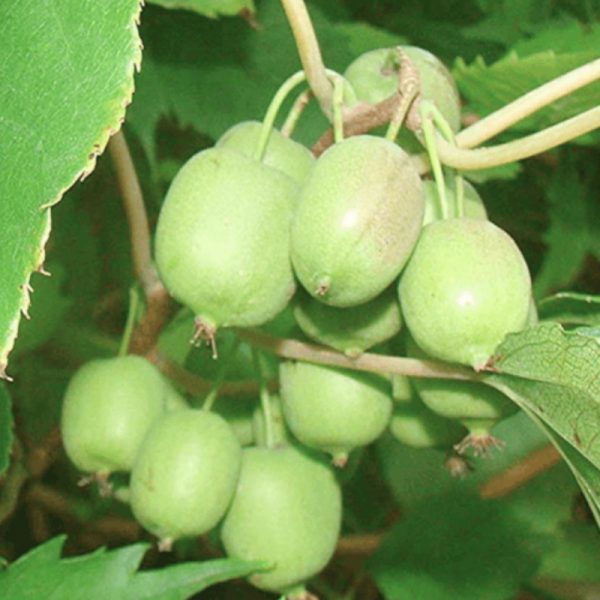 MINIKIWI "Issai" KONTEJNEROVANÁ ROSTLINA