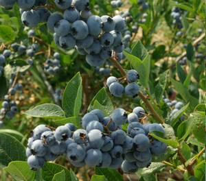 Kanadská borůvka Elliot C2,5 litrů