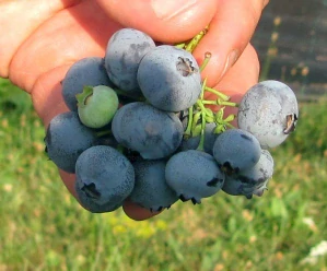 Kanadská borůvka TORO FS C2,5 litrů