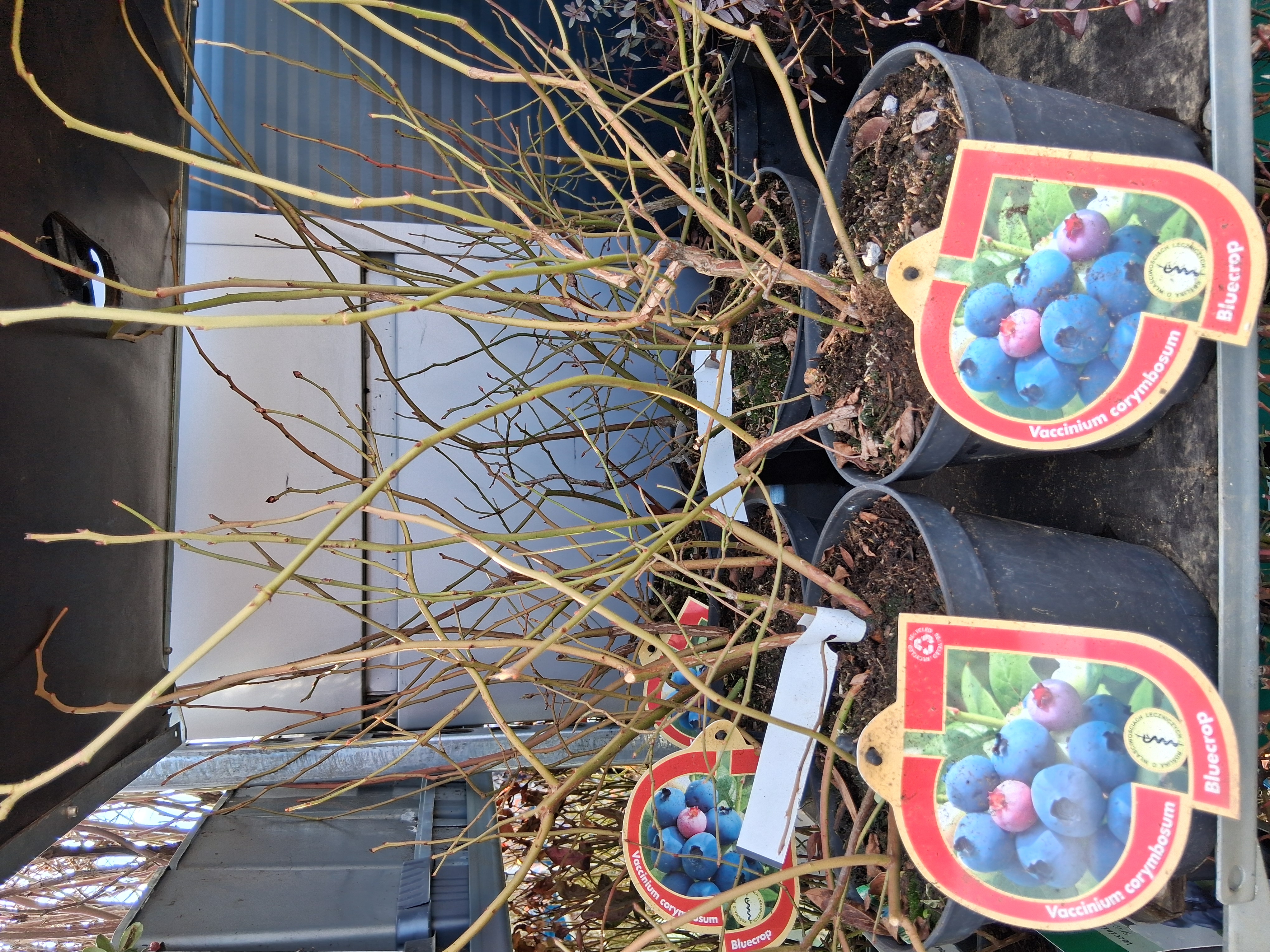 Kanadská borůvka BLUECROP C2,5 litrů