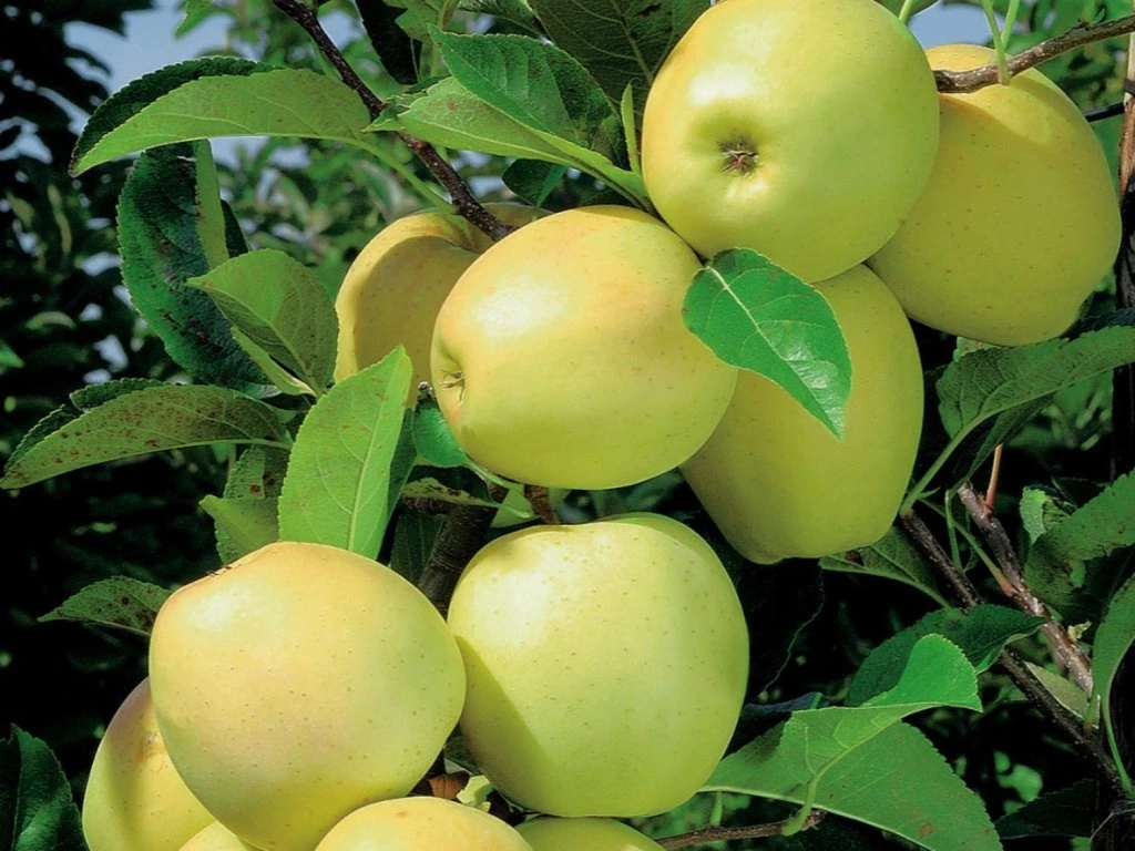 Lambada® SLOUPOVITÁ KONTEJNEROVANÁ ROSTLINA
