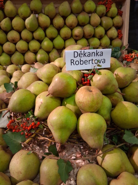 Děkanka Robertova (Komisovka) / S1