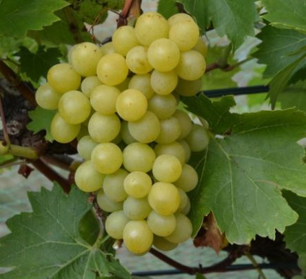 Palatina (Prim) rezistent (PIWI) STOLNÍ