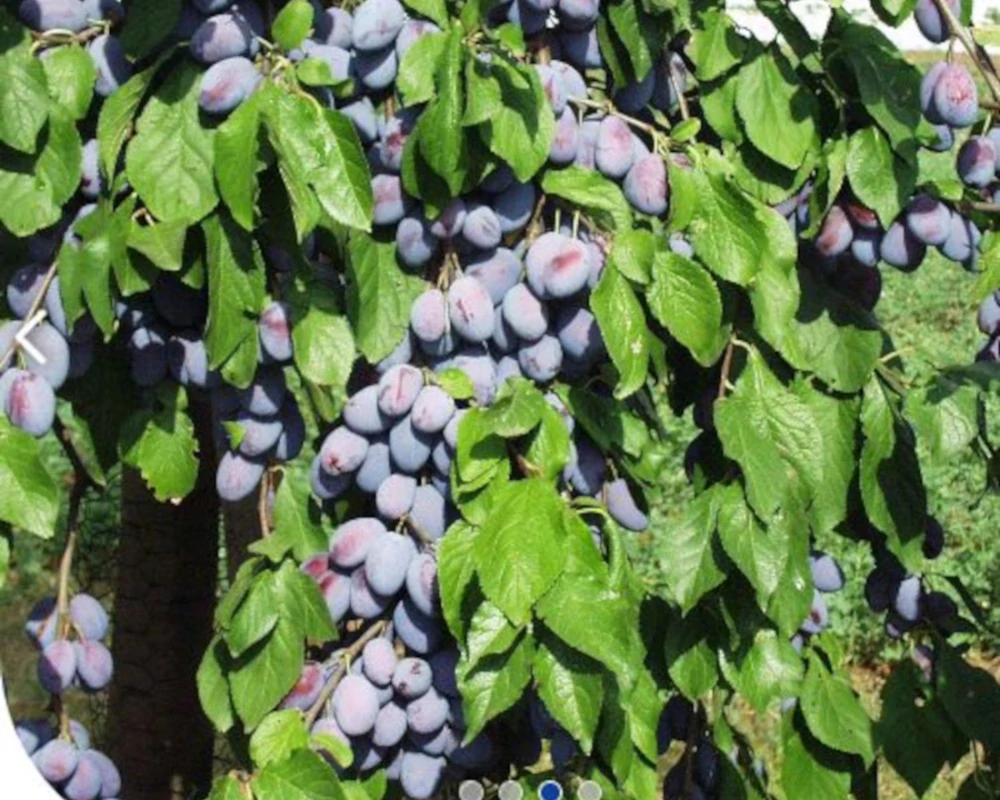 Čačanská rodná / Torinel