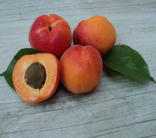 Kuresia / Adesoto
