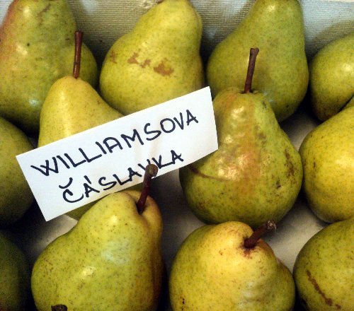 Williamsova červená