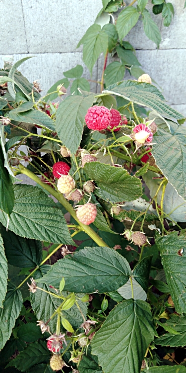 Himbo top STÁLEPLODÍCÍ MALINA