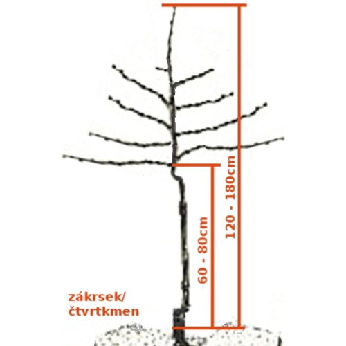 Althanova renklóda ČTVRTKMEN