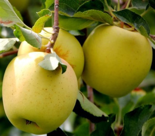 Golden Delicious / M26
